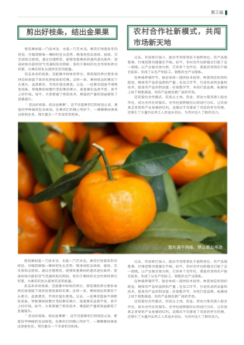农村信息报农资数字报设计 - 第5页